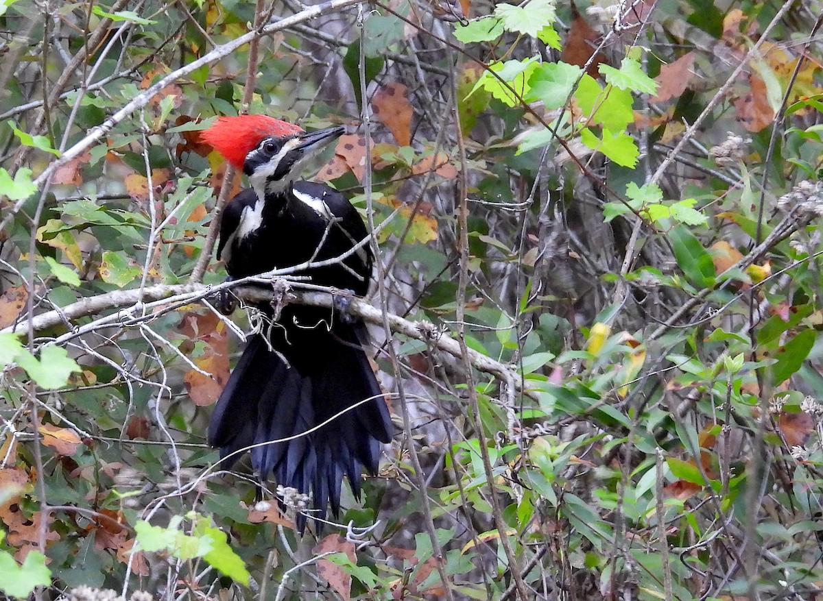 Pileated Woodpecker - Christine Rowland