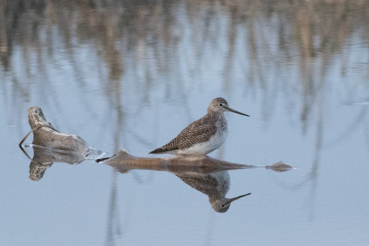 Greater Yellowlegs - Timothy Graves