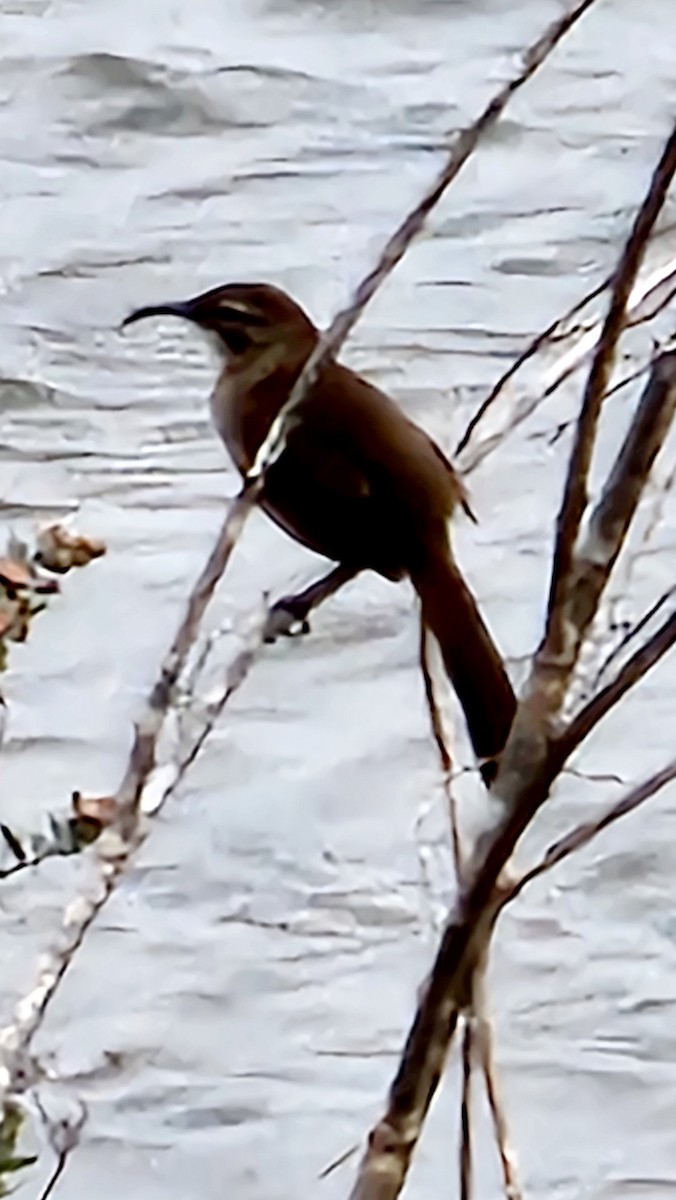 California Thrasher - ML615677303