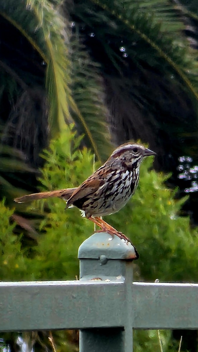 Song Sparrow - Eric Evans