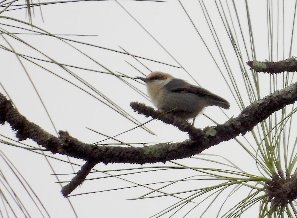 Brown-headed Nuthatch - ML615677328