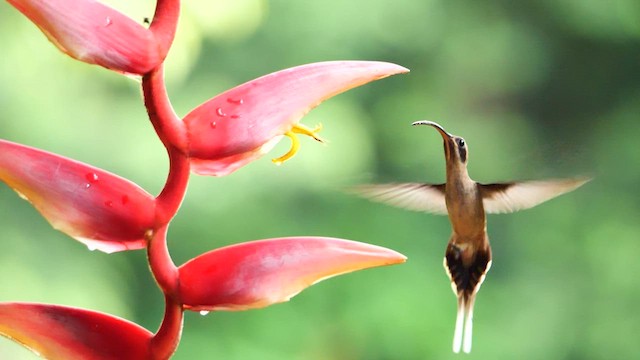 Long-billed Hermit - ML615677331