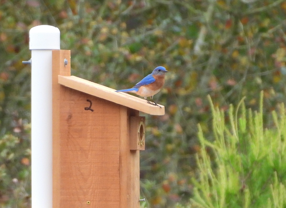 Eastern Bluebird - Christine Rowland