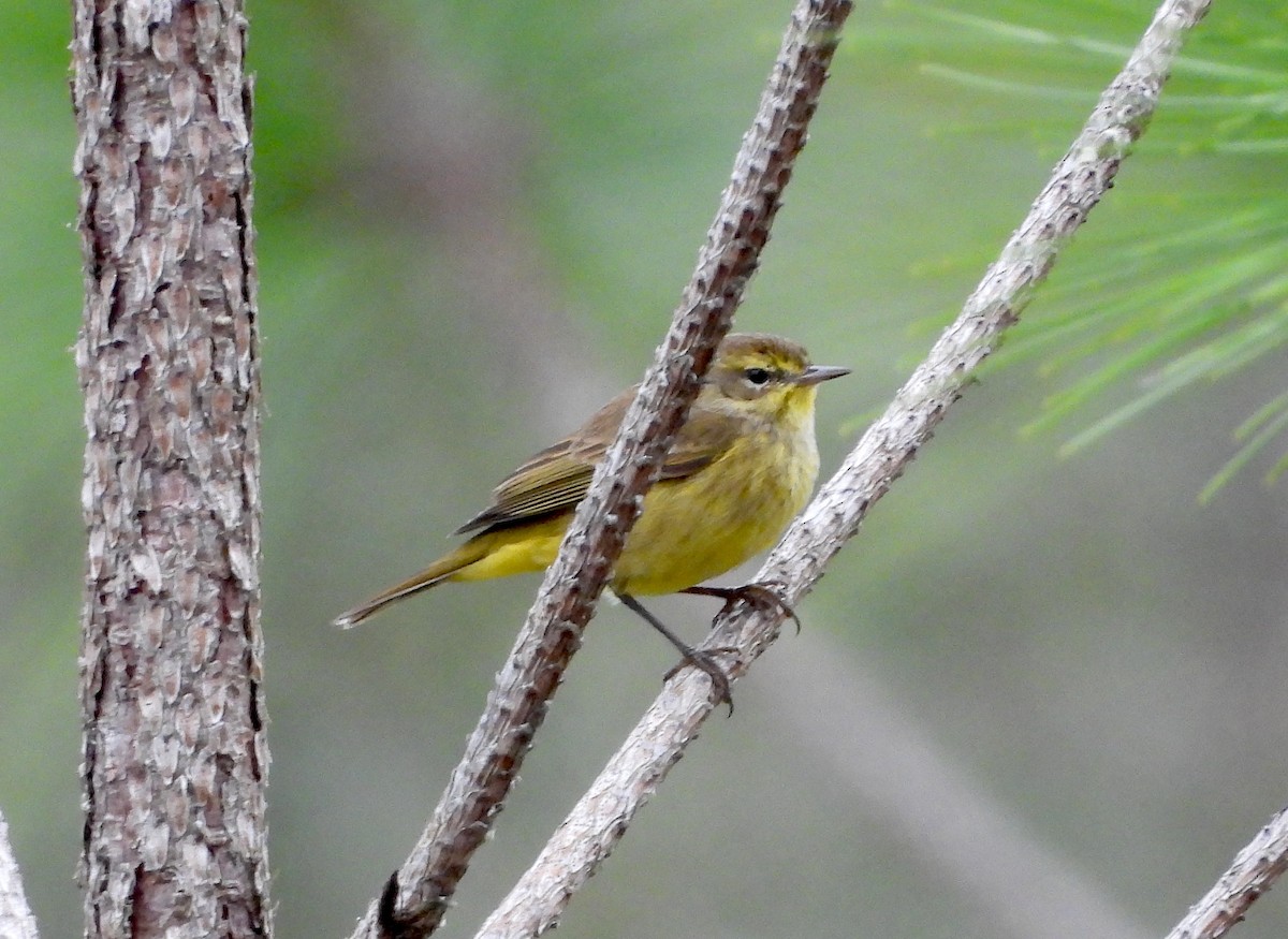 Palm Warbler - ML615677342