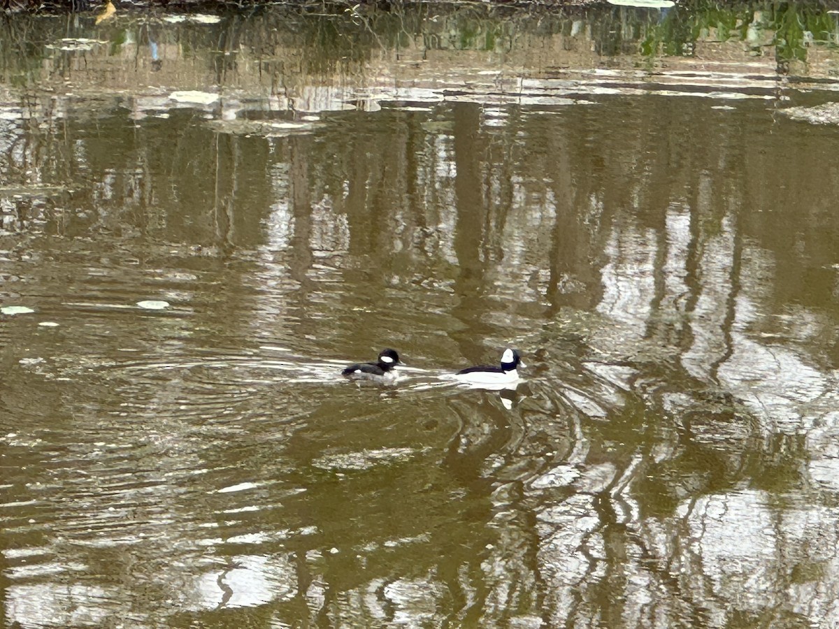 Bufflehead - Heather Mayer