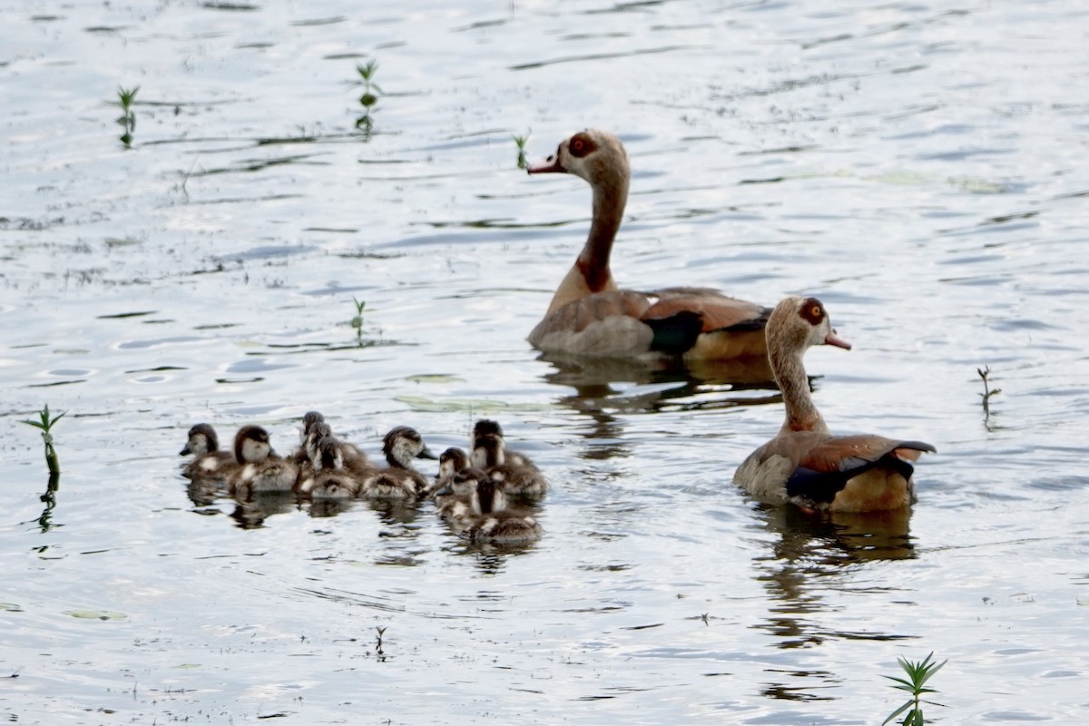 Egyptian Goose - ML615677470