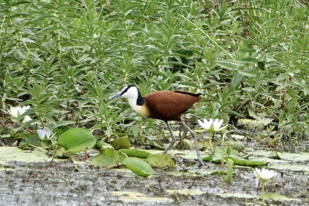 Blaustirn-Blatthühnchen - ML615677480