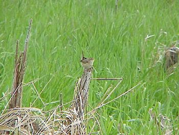 Sedge Wren - ML61567751