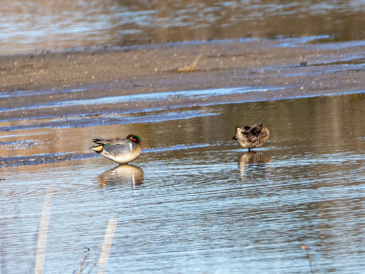 Green-winged Teal (American) - Cathy Wooster