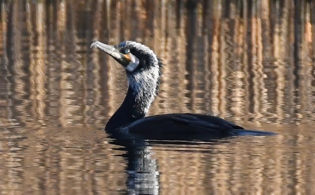 Great Cormorant (Eurasian) - Jarrod Hadfield