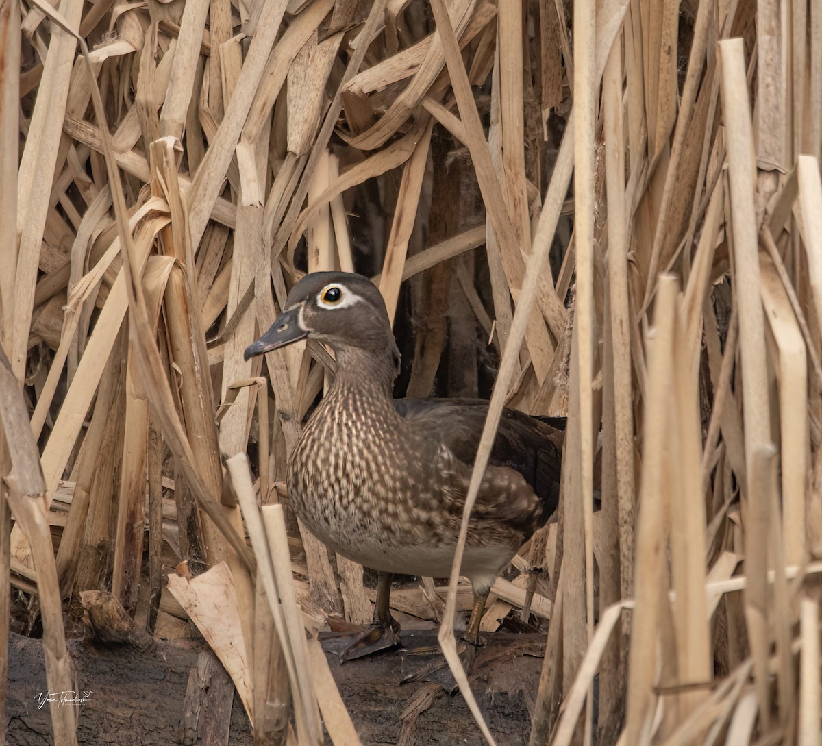 Wood Duck - ML615677586