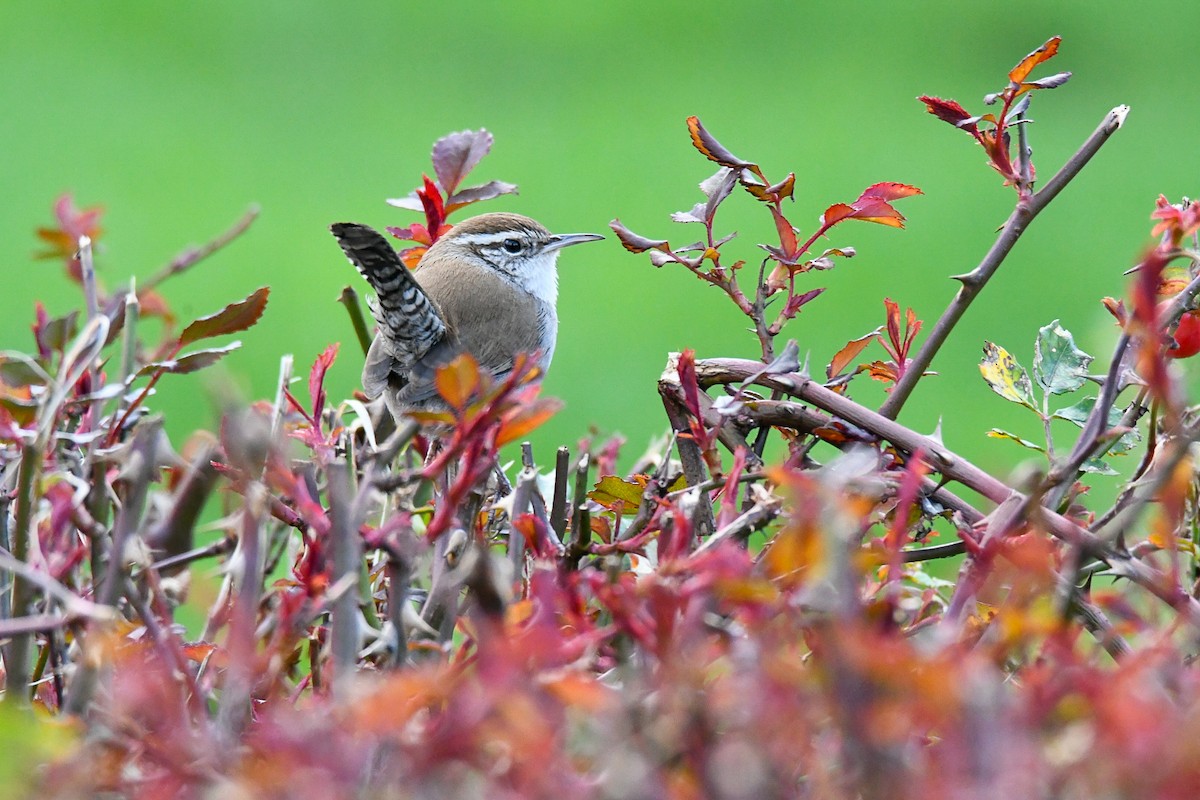 Bewick's Wren (spilurus Group) - ML615677593