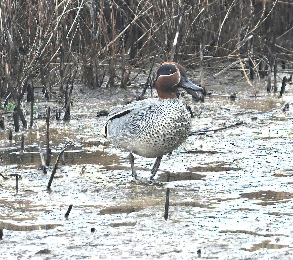 小水鴨(crecca) - ML615677604