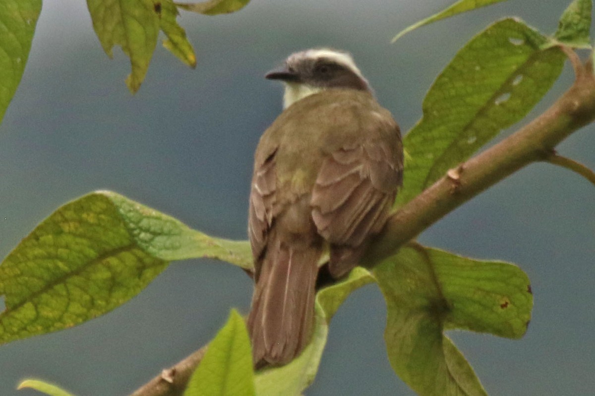 Piratic Flycatcher - ML615677621