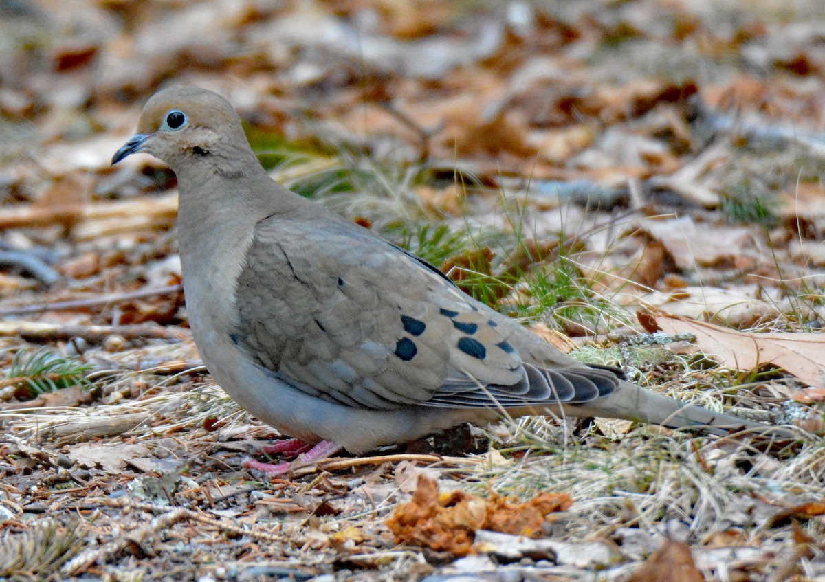 Mourning Dove - ML615677622