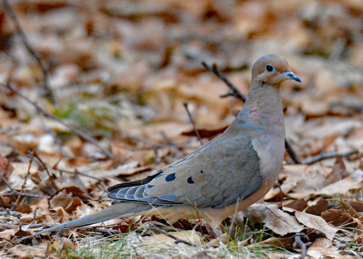 Mourning Dove - Michael J Good