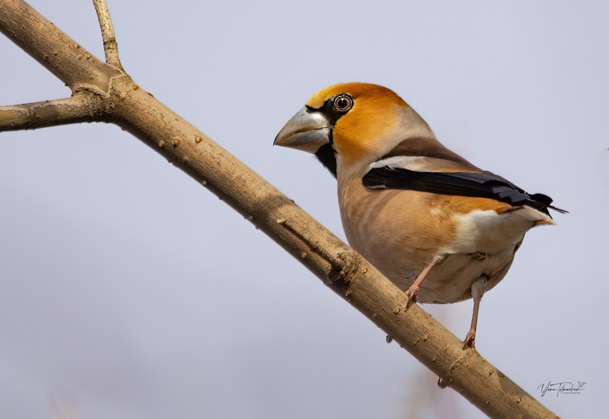 Hawfinch - Yana Tolmachova