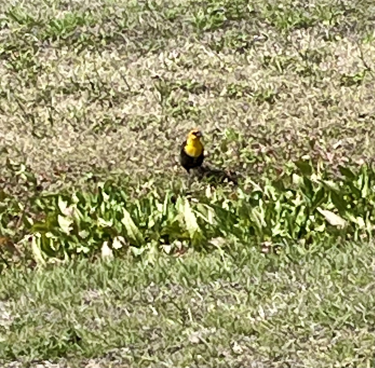 Yellow-headed Blackbird - ML615677630