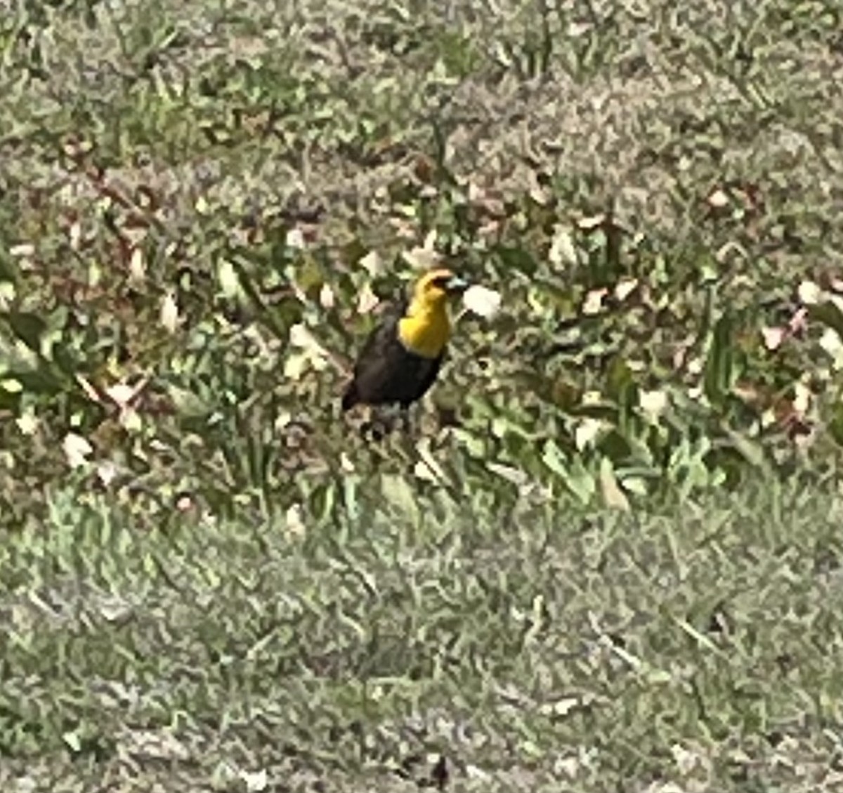 Yellow-headed Blackbird - Cinda Crosley