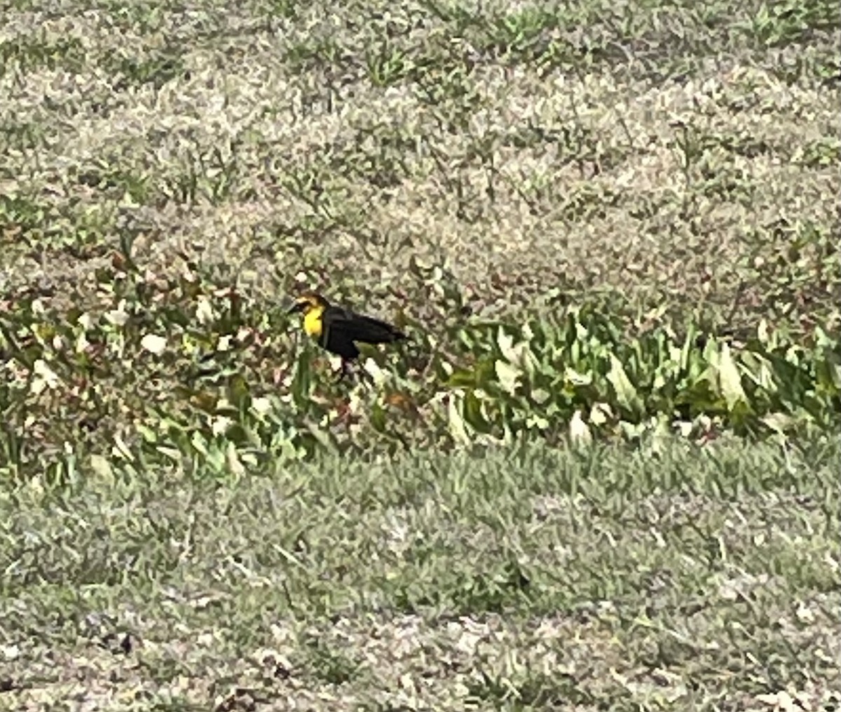 Yellow-headed Blackbird - Cinda Crosley