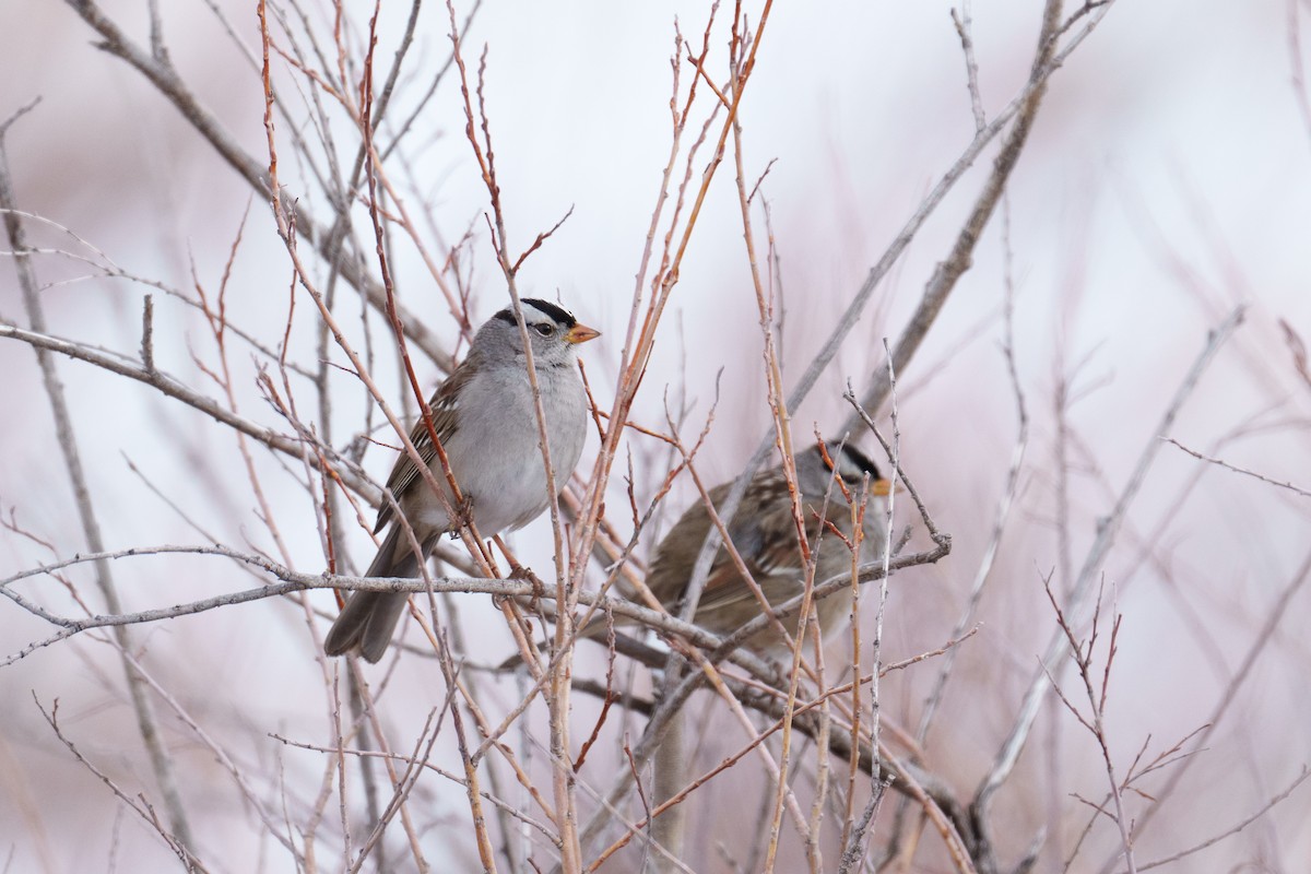 White-crowned Sparrow - ML615677651