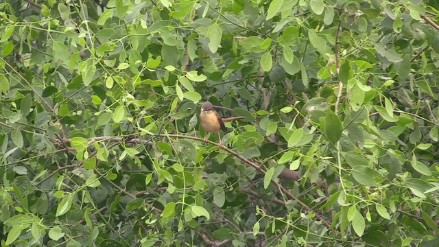 Prinia Cenicienta - ML615677741