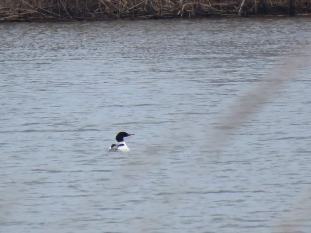 Common Merganser - ML615677764