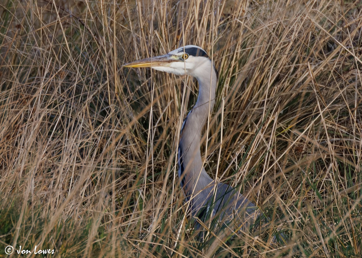 Gray Heron (Gray) - Jon Lowes