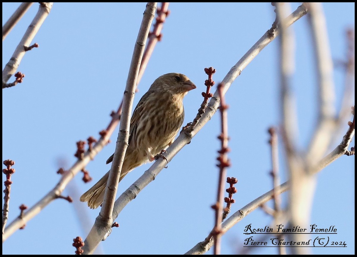 House Finch - ML615677818