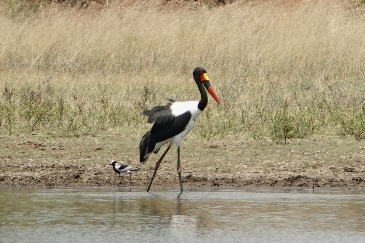 Saddle-billed Stork - Alena Capek