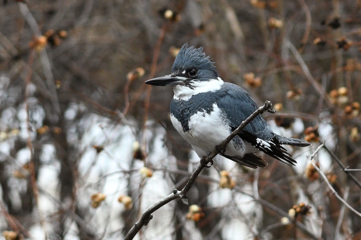 Belted Kingfisher - ML615677863