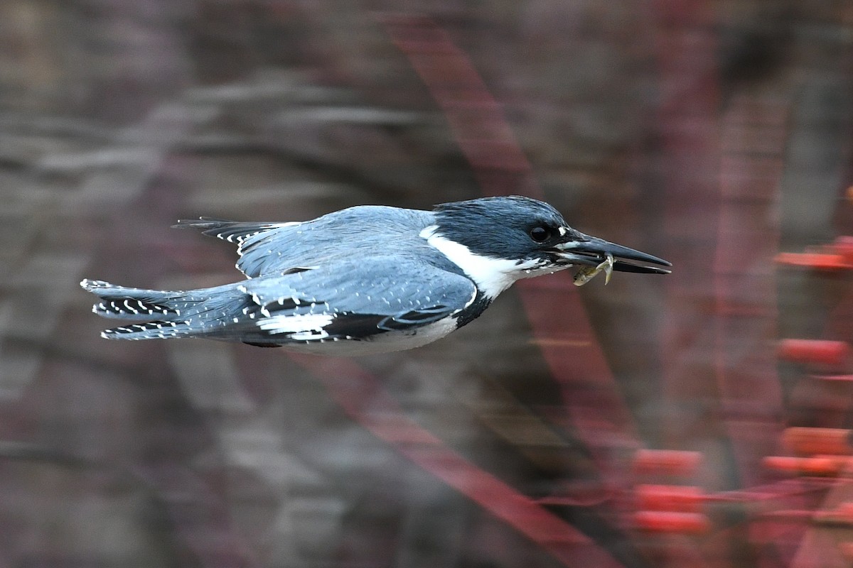 Belted Kingfisher - ML615677864