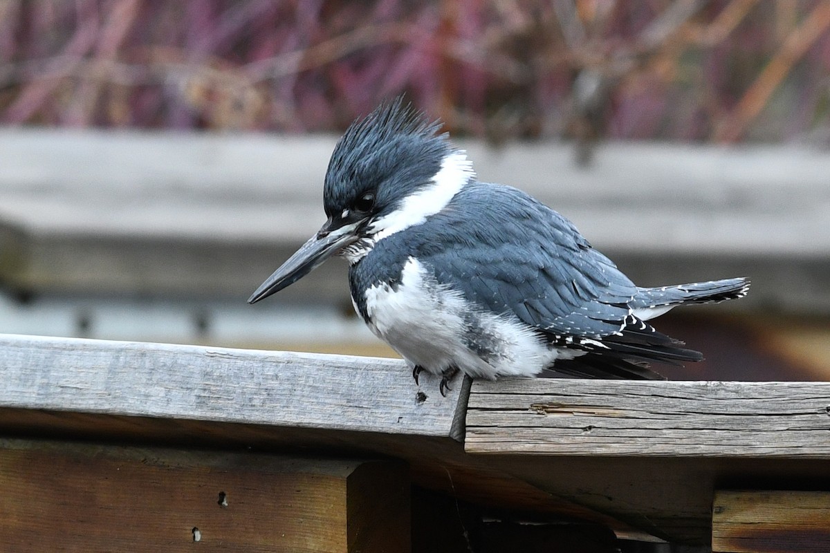 Belted Kingfisher - ML615677866