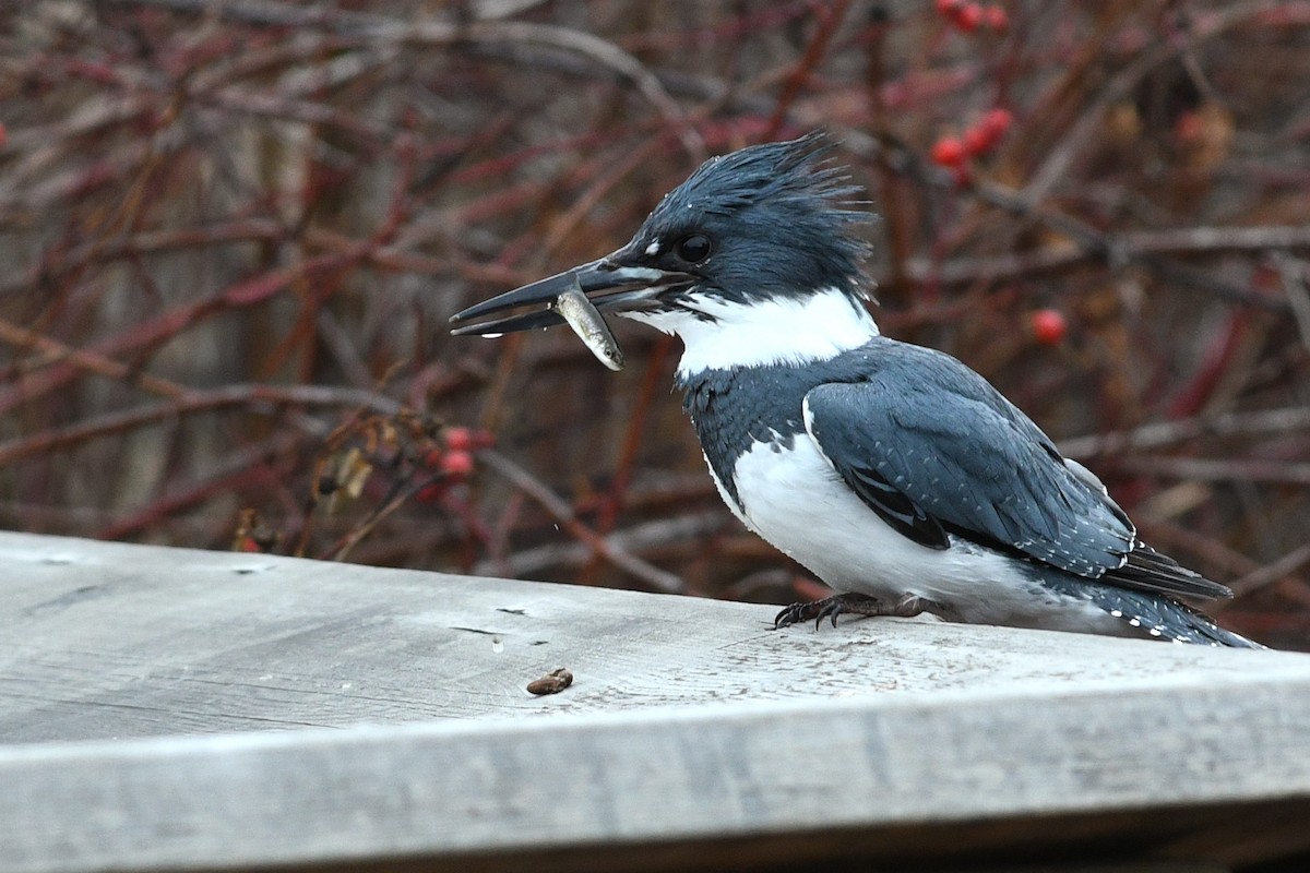 Belted Kingfisher - ML615677867