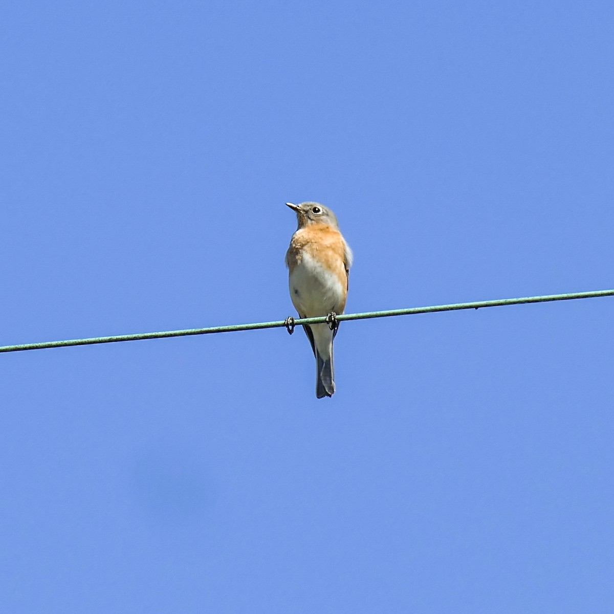 Eastern Bluebird - ML615677868