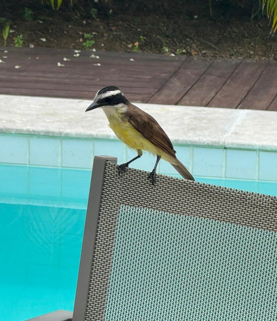 Lesser Kiskadee - ML615677884