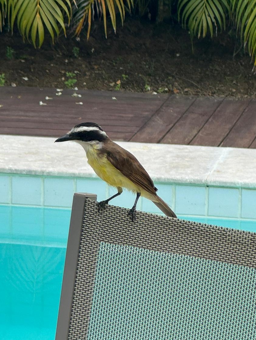 Lesser Kiskadee - David James