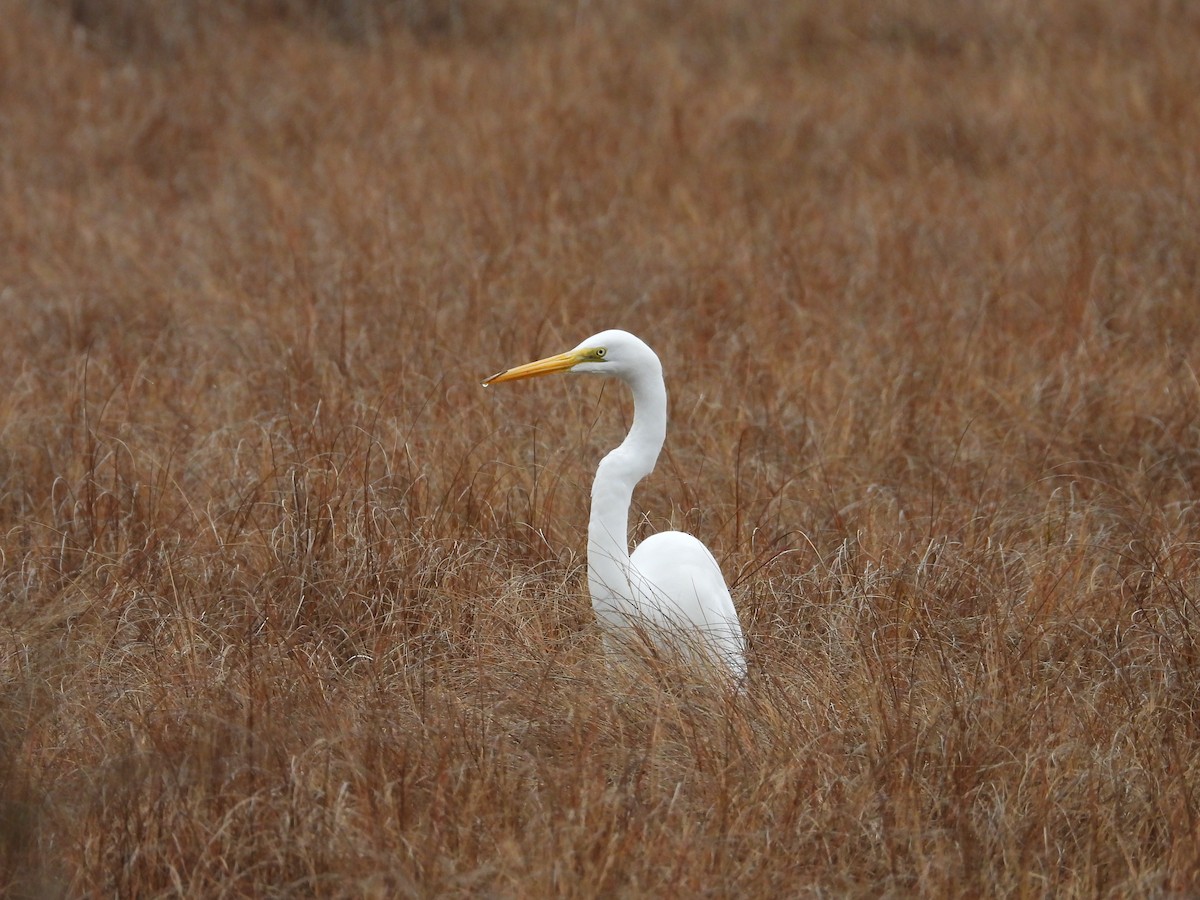 Great Egret - ML615677894