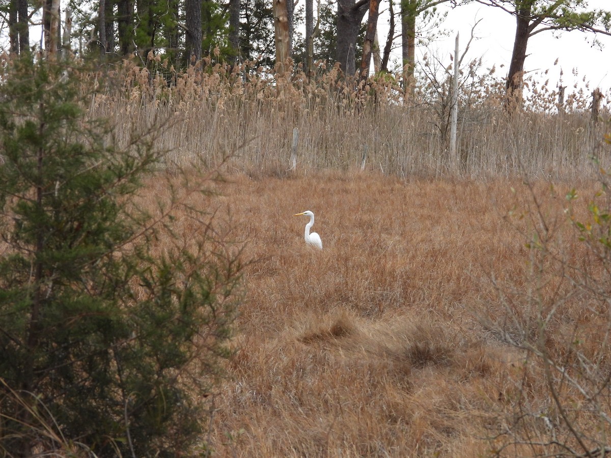 Great Egret - ML615677895