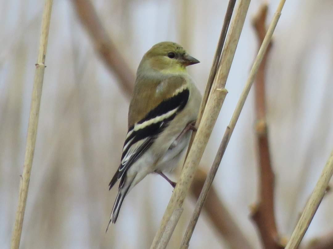 American Goldfinch - ML615677918