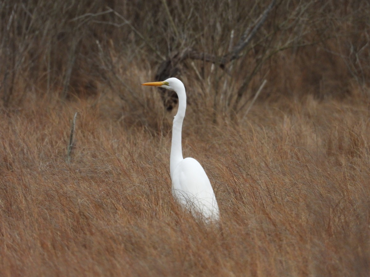 Great Egret - ML615677930