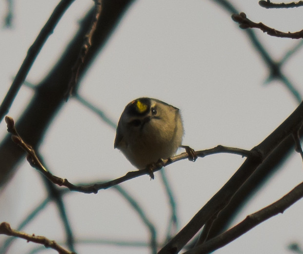 Golden-crowned Kinglet - ML615677949