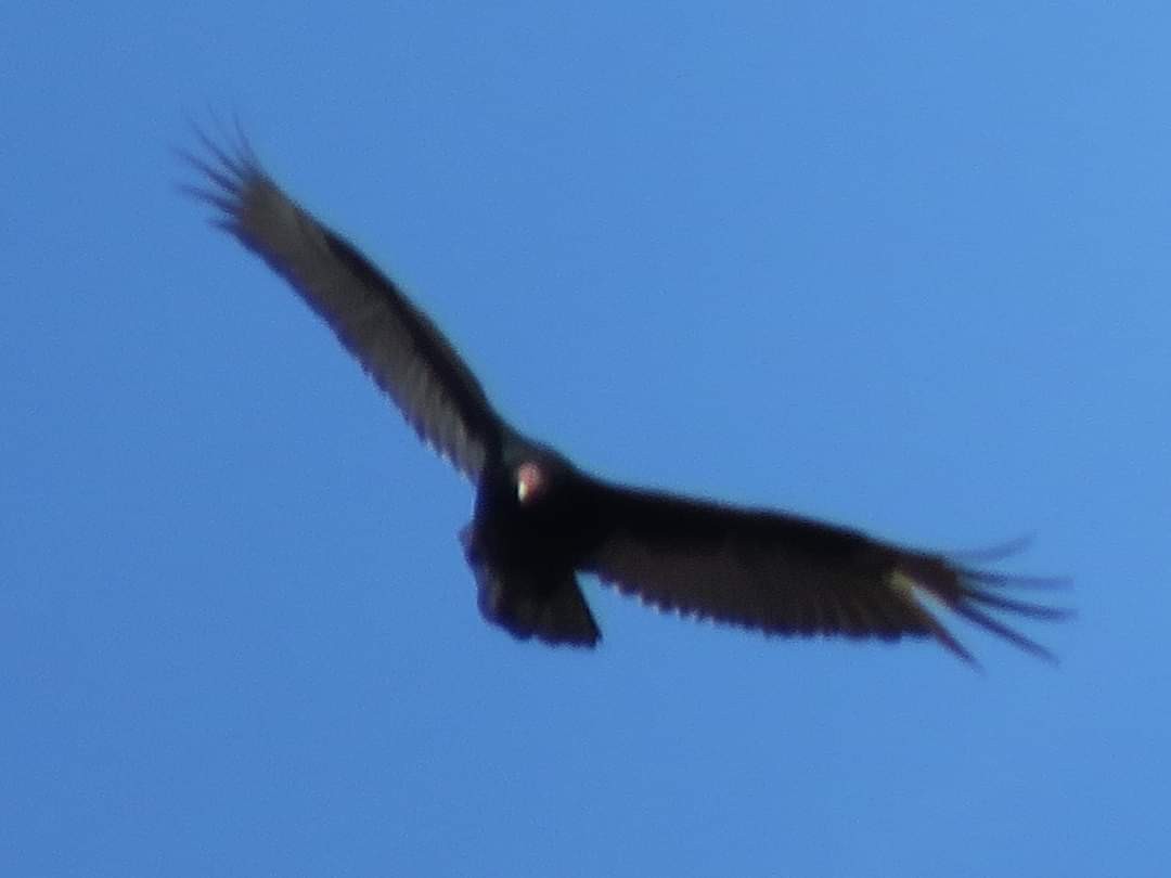 Turkey Vulture - ML615677961