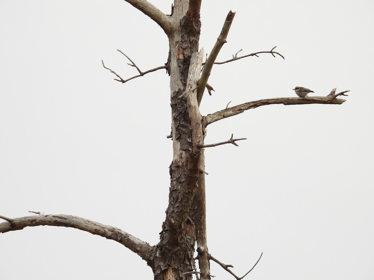 Brown-headed Nuthatch - ML615677966