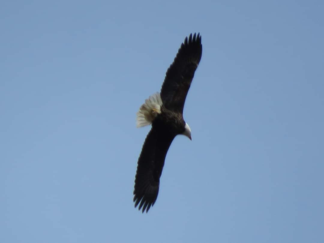 Bald Eagle - ML615677969