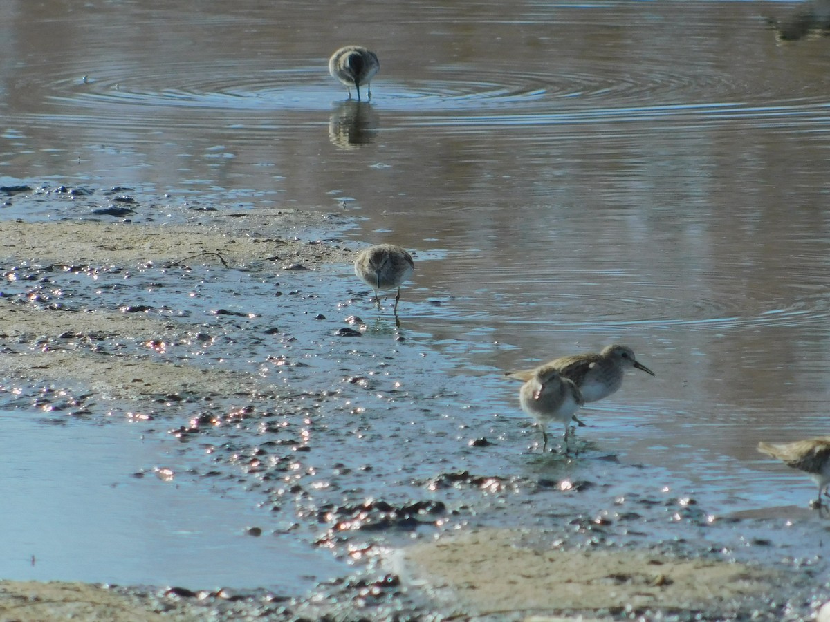 Least Sandpiper - ML615677993