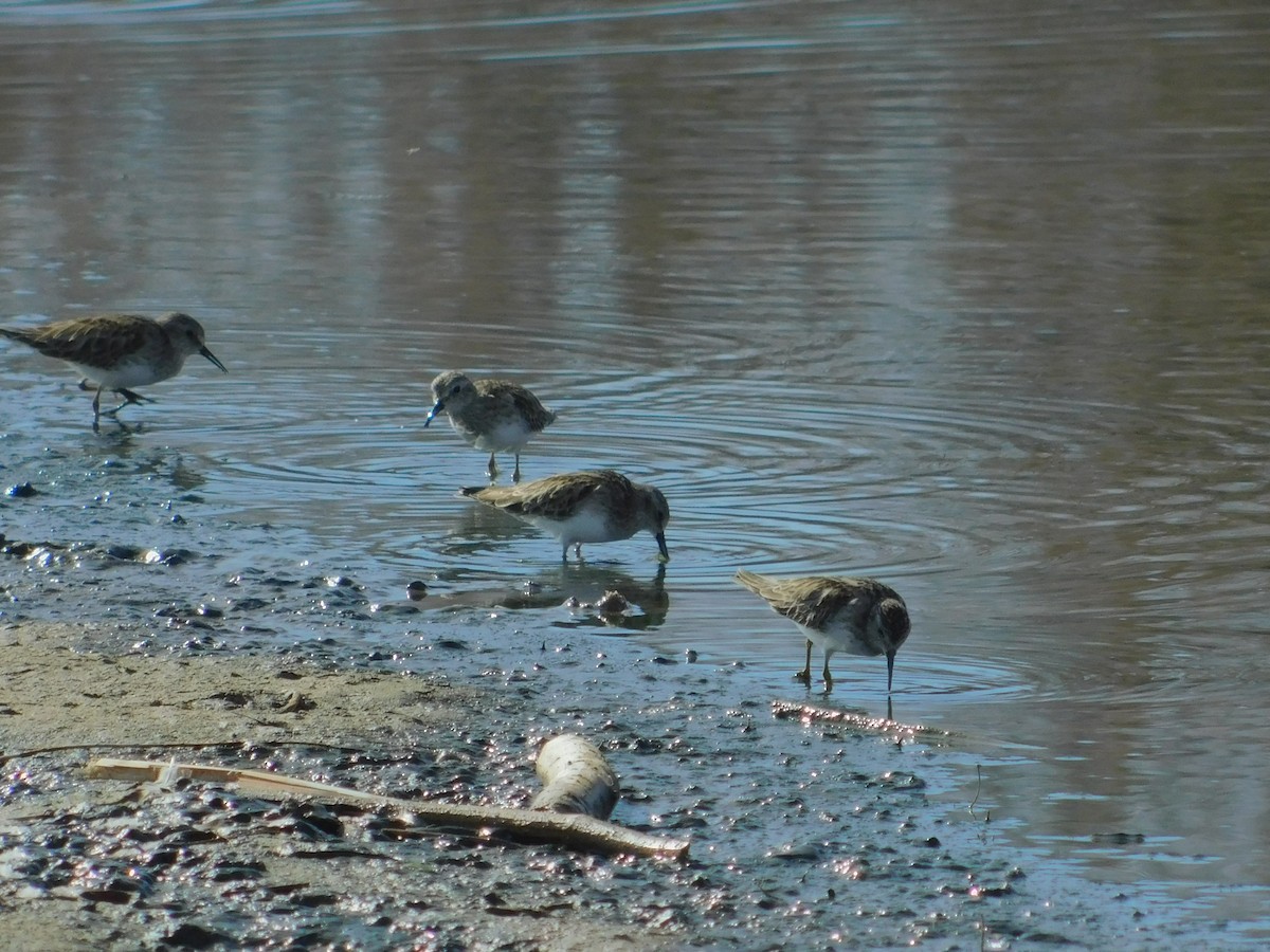 Least Sandpiper - ML615677994