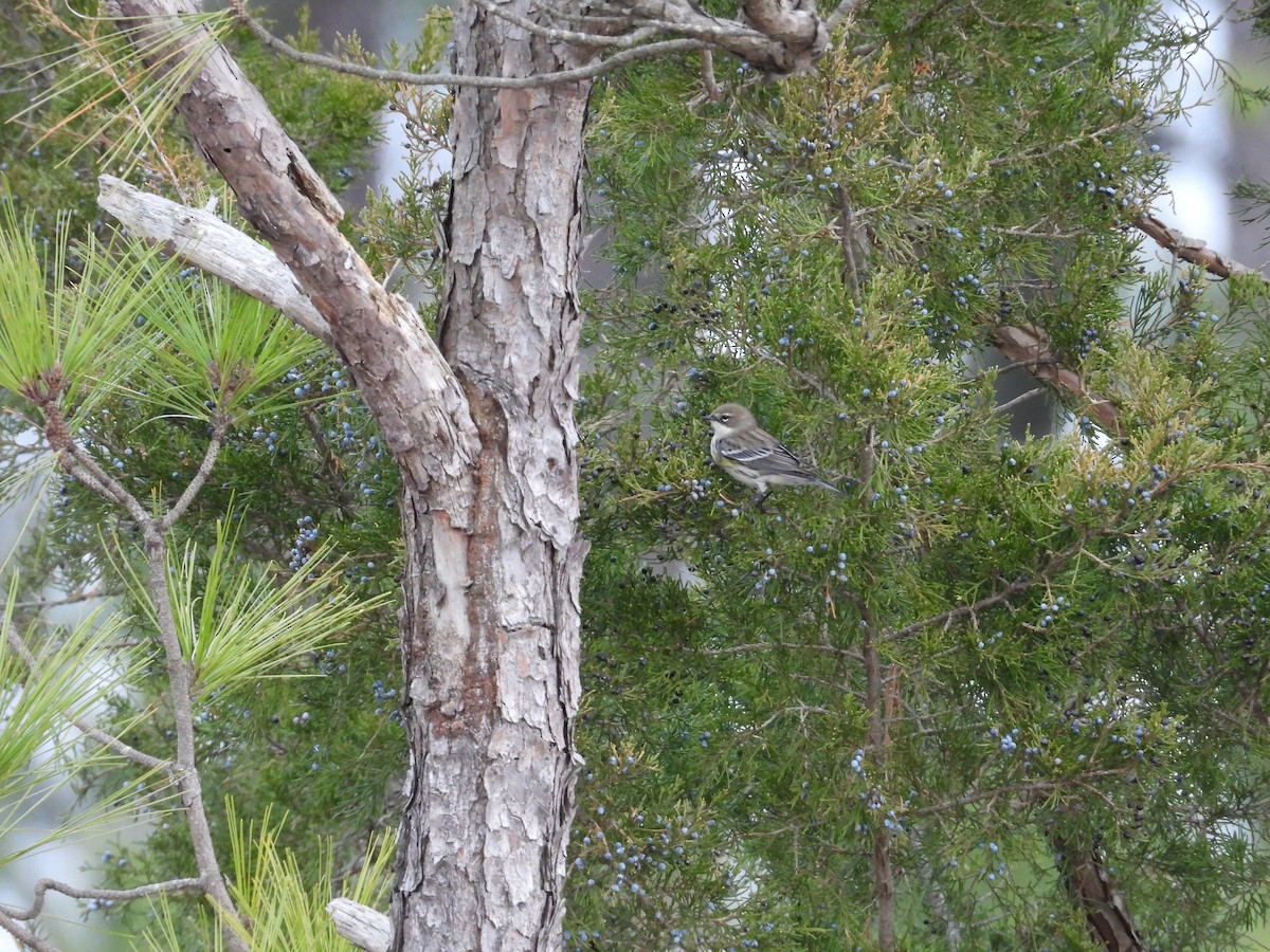 Yellow-rumped Warbler - ML615678002