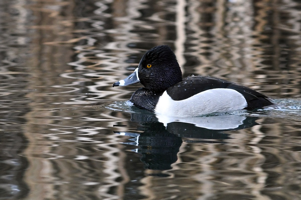 Ring-necked Duck - ML615678024