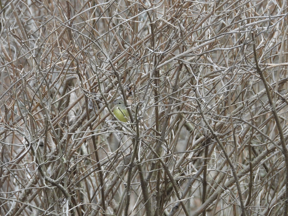 Orange-crowned Warbler - ML615678046